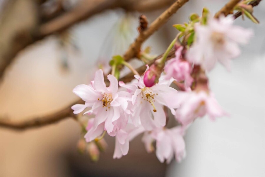 Prunus Autum Rosea ST 80-100 P/K Prunus x subhirtella 'Autumnalis Rosea' Strauch 80-100