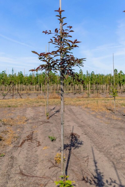 Prunus virginiana 'Shubert'