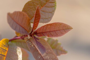 Prunus virginiana 'Shubert' hochstamm 10/12