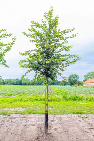 Prunus yedoensis Prunus yedoensis