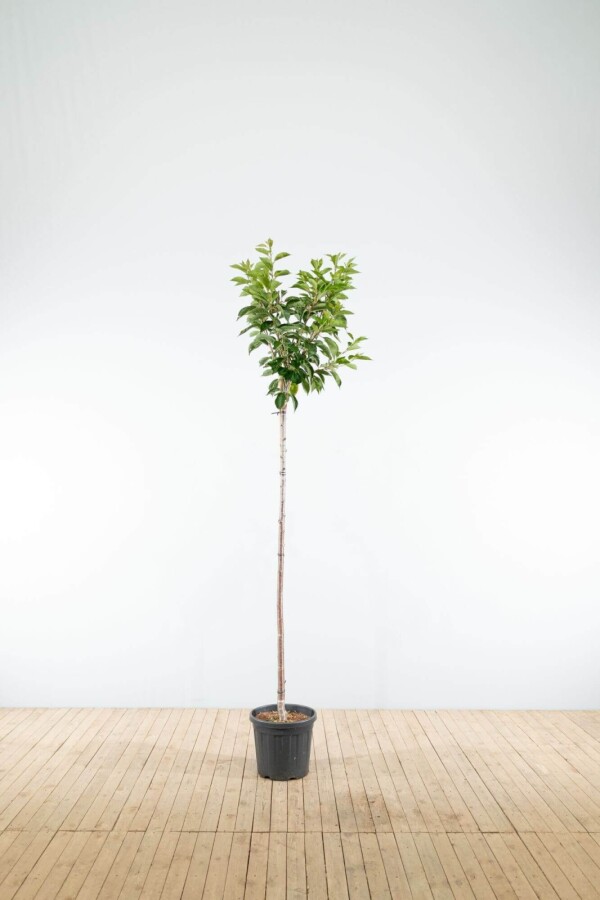 Prunus yedoensis HO 10/12 P/K Prunus yedoensis Hochstamm 10/12