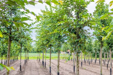 Prunus yedoensis HO 10/12 P/K Prunus yedoensis Hochstamm 10/12