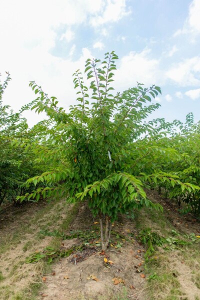 Prunus yedoensis meerstammig