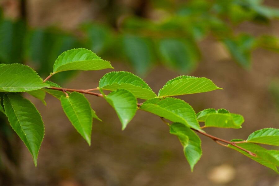Prunus yedoensis ME 200-250 P/K Prunus yedoensis Mehrstämmig 200-250