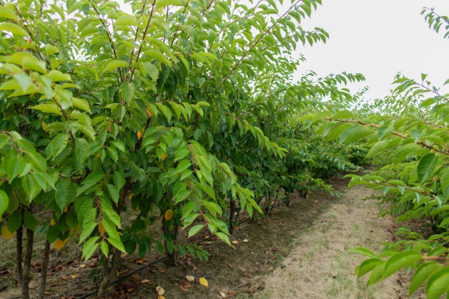 Prunus yedoensis ME 200-250 P/K Prunus yedoensis Mehrstämmig 200-250