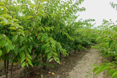 Prunus yedoensis ME 200-250 P/K Prunus yedoensis Mehrstämmig 200-250