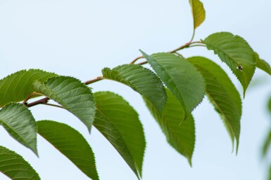 Prunus yedoensis ME 200-250 P/K Prunus yedoensis Mehrstämmig 200-250