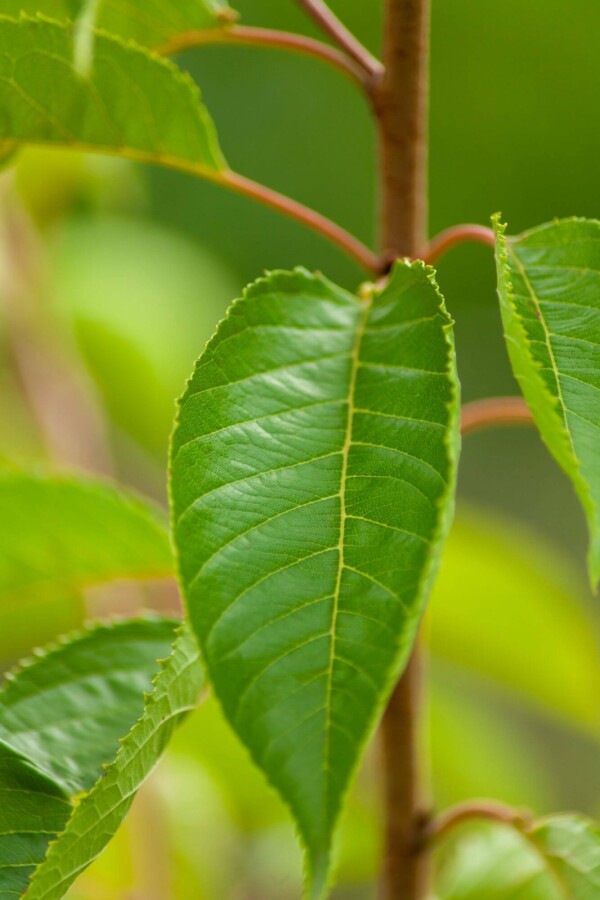 Prunus yedoensis ME 200-250 P/K Prunus yedoensis Mehrstämmig 200-250