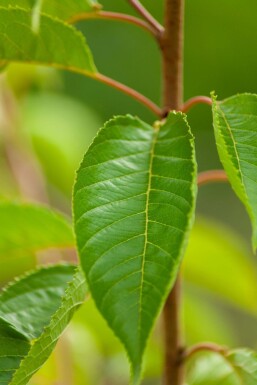 Prunus yedoensis ME 200-250 P/K Prunus yedoensis Mehrstämmig 200-250