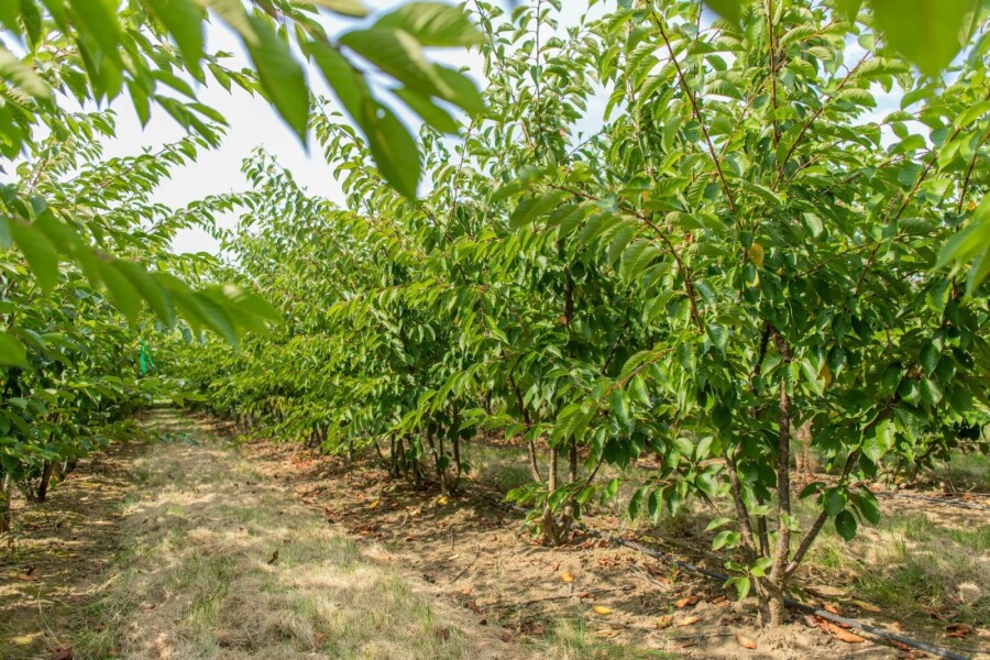 Prunus yedoensis ME 200-250 P/K Prunus yedoensis Mehrstämmig 200-250