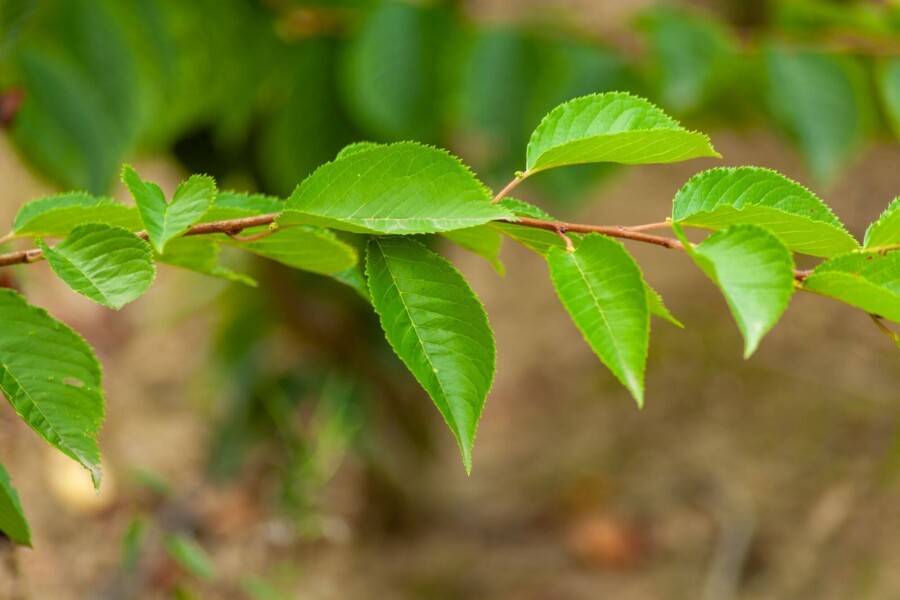 Prunus yedoensis ME 200-250 P/K Prunus yedoensis Mehrstämmig 200-250