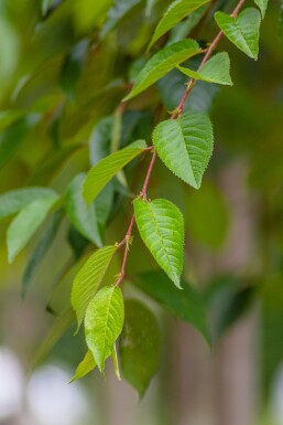 Prunus yedoensis dakvorm Prunus yedoensis Dachform