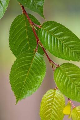Prunus yedoensis dakvorm Prunus yedoensis Dachform