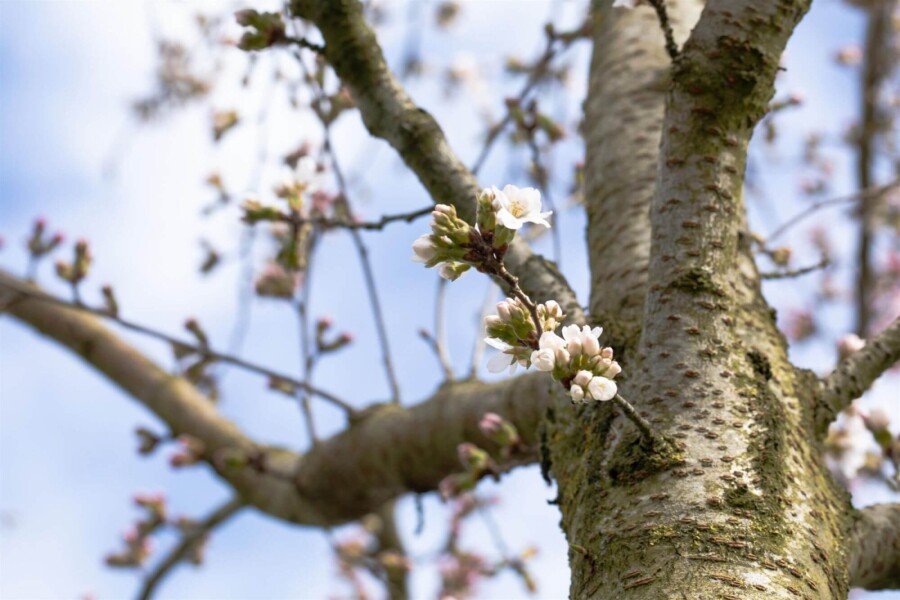 Prunus yedoensis dakvorm Prunus yedoensis Dachform