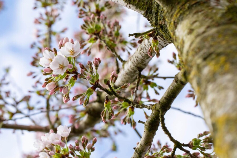 Prunus yedoensis dakvorm Prunus yedoensis Dachform