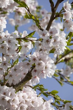 Prunus yedoensis dakvorm Prunus yedoensis Dachform