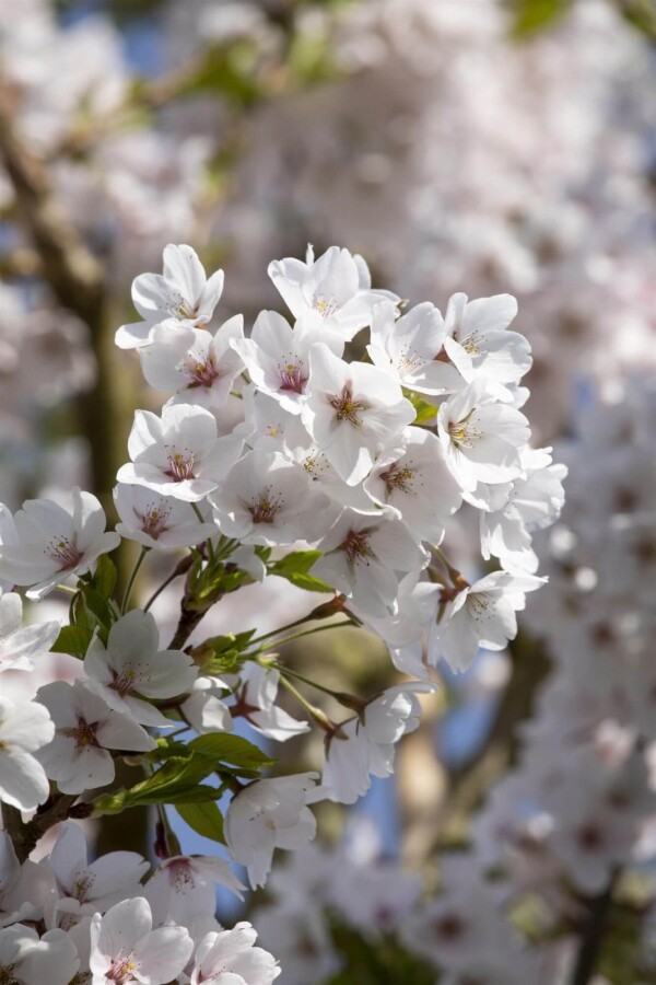 Prunus yedoensis dakvorm Prunus yedoensis Dachform