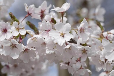 Prunus yedoensis dakvorm Prunus yedoensis Dachform