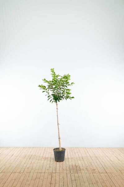 Prunus yedoensis Halbstamm Prunus yedoensis Halbstamm