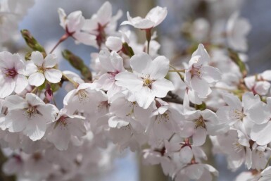 Prunus yedoensis halbstamm 120cm Stamm