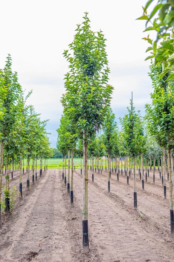 Prunus 'Umineko' Prunus 'Umineko'