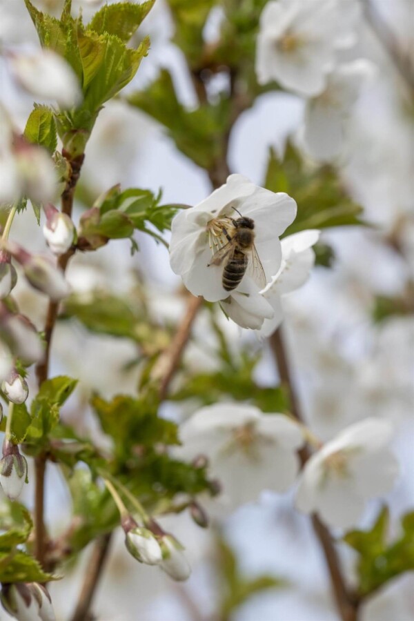 Prunus 'Umineko' Prunus 'Umineko'