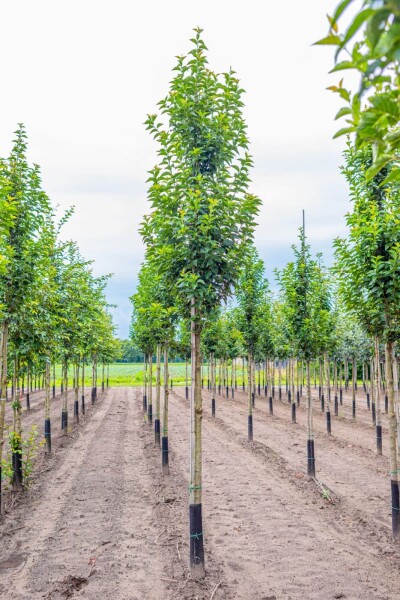 Prunus 'Umineko' Hochstamm Prunus 'Umineko' Hochstamm