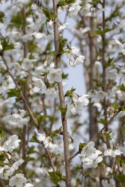 Prunus 'Umineko' hochstamm 10/12