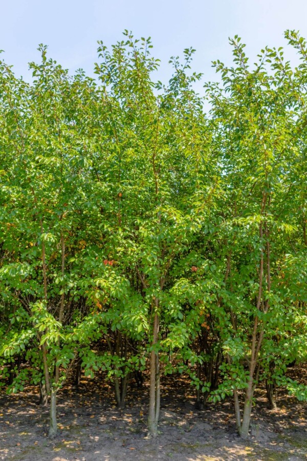 Prunus 'Umineko' ME 200-250 P/K Prunus 'Umineko' Mehrstämmig 200-250