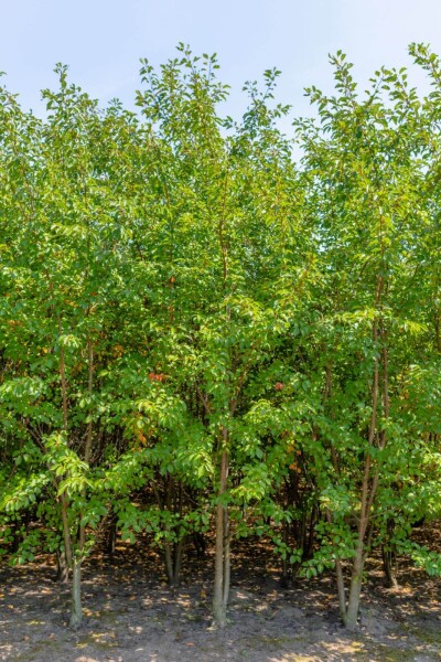 Prunus 'Umineko' Mehrstämmig Prunus 'Umineko' Mehrstämmig