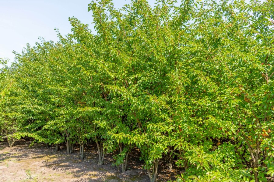 Prunus 'Umineko' ME 200-250 P/K Prunus 'Umineko' Mehrstämmig 200-250