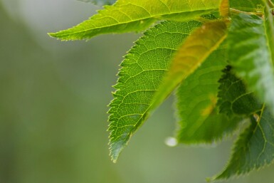 Prunus 'Umineko' mehrstämmig 200-250