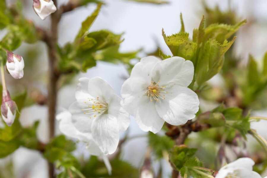 Prunus 'Umineko' ME 200-250 P/K Prunus 'Umineko' Mehrstämmig 200-250