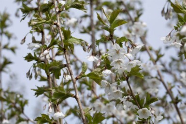 Prunus 'Umineko' ME 200-250 P/K Prunus 'Umineko' Mehrstämmig 200-250