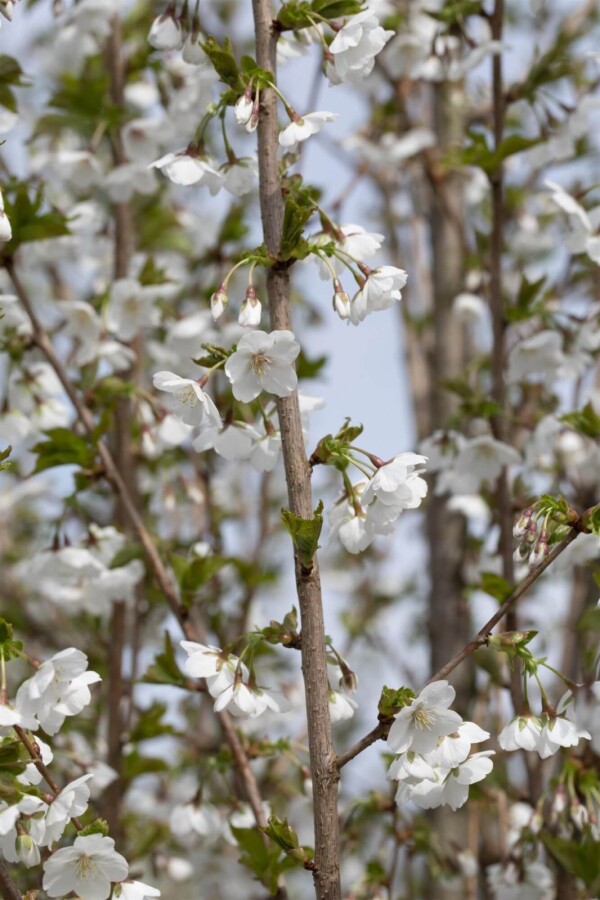 Prunus 'Umineko' ME 200-250 P/K Prunus 'Umineko' Mehrstämmig 200-250