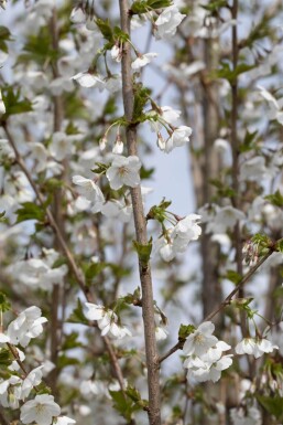 Prunus 'Umineko' ME 200-250 P/K Prunus 'Umineko' Mehrstämmig 200-250