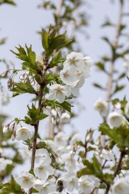 Prunus 'Umineko' ME 200-250 P/K Prunus 'Umineko' Mehrstämmig 200-250