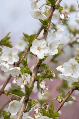 Prunus 'Umineko' ME 200-250 P/K Prunus 'Umineko' Mehrstämmig 200-250