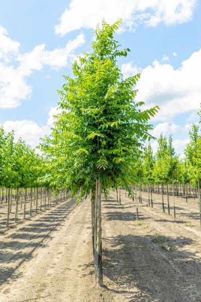 Pterocarya fraxinifolia hoogstam Pterocarya fraxinifolia hoogstam