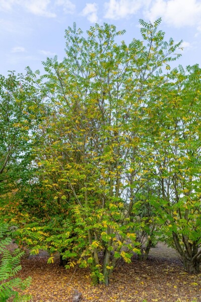 Pterocarya fraxinifolia meerstammig