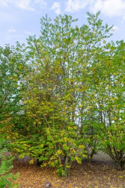 Pterocarya fraxinifolia mehrstämmig 200-250