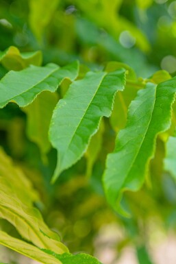 Pterocarya fraxinifolia mehrstämmig 200-250