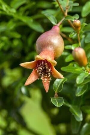Punica granatum Punica granatum