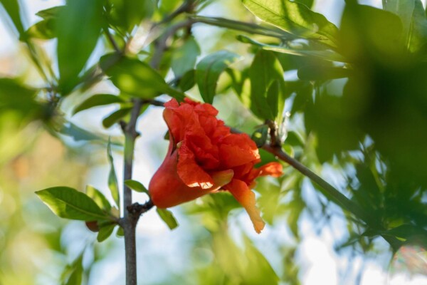Punica granatum Mehrstämmig Punica granatum Mehrstämmig