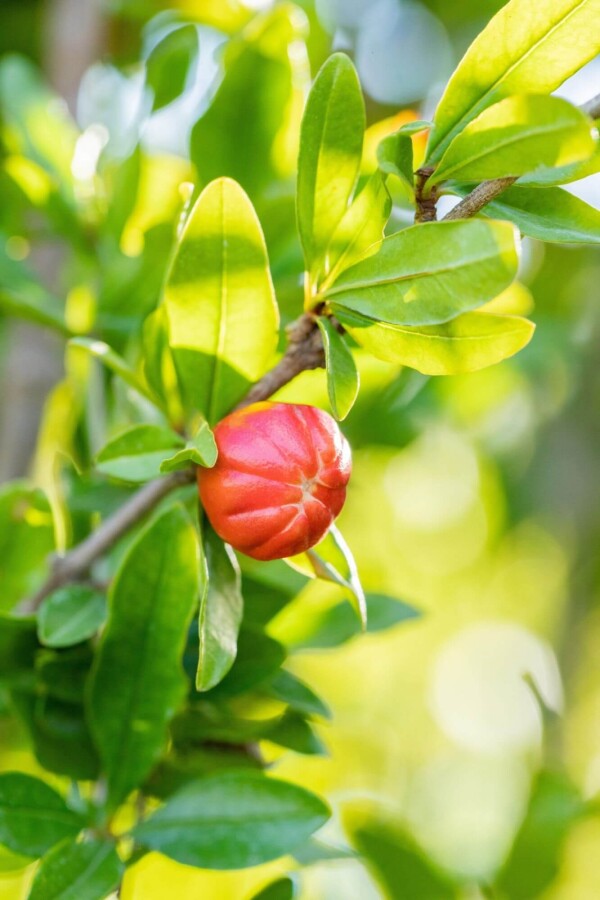 Punica granatum ME 250-300 P/K Punica granatum Mehrstämmig 250-300