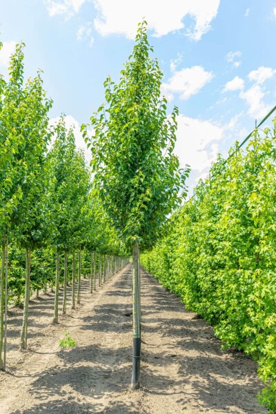 Pyrus calleryana 'Chanticleer' Pyrus calleryana 'Chanticleer'