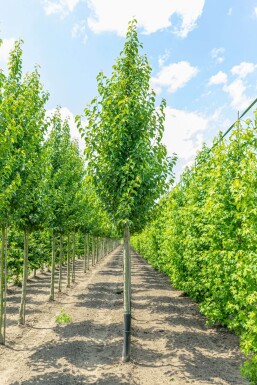 Pyrus calleryana 'Chanticleer'