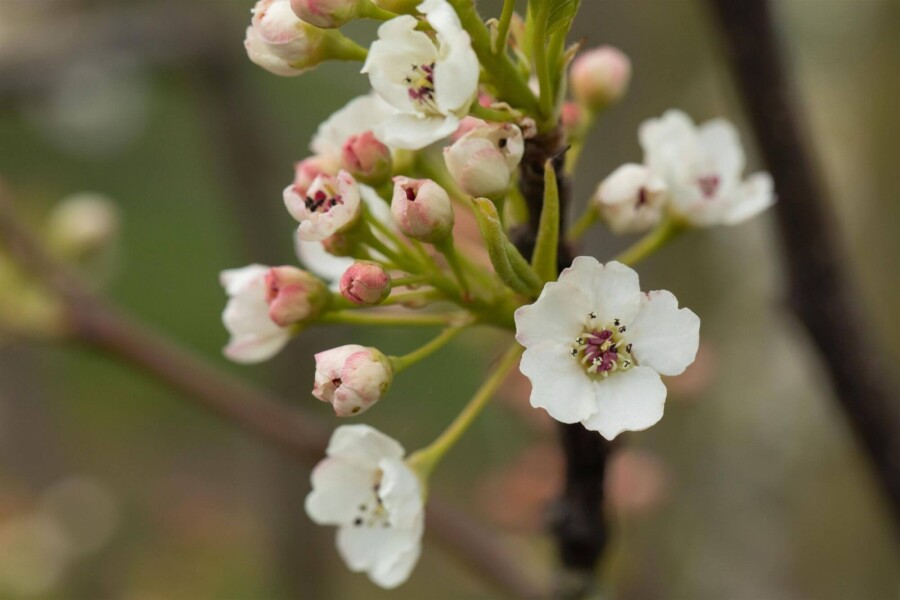 Pyrus calleryana 'Chanticleer' Pyrus calleryana 'Chanticleer'