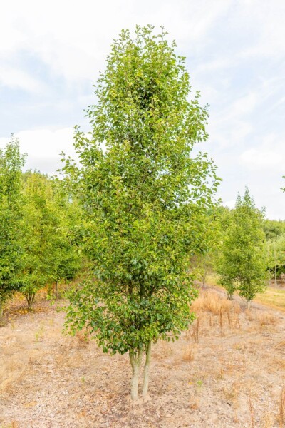 Pyrus calleryana 'Chanticleer' meerstammig