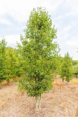 Pyrus calleryana 'Chanticleer' meerstammig 200-250